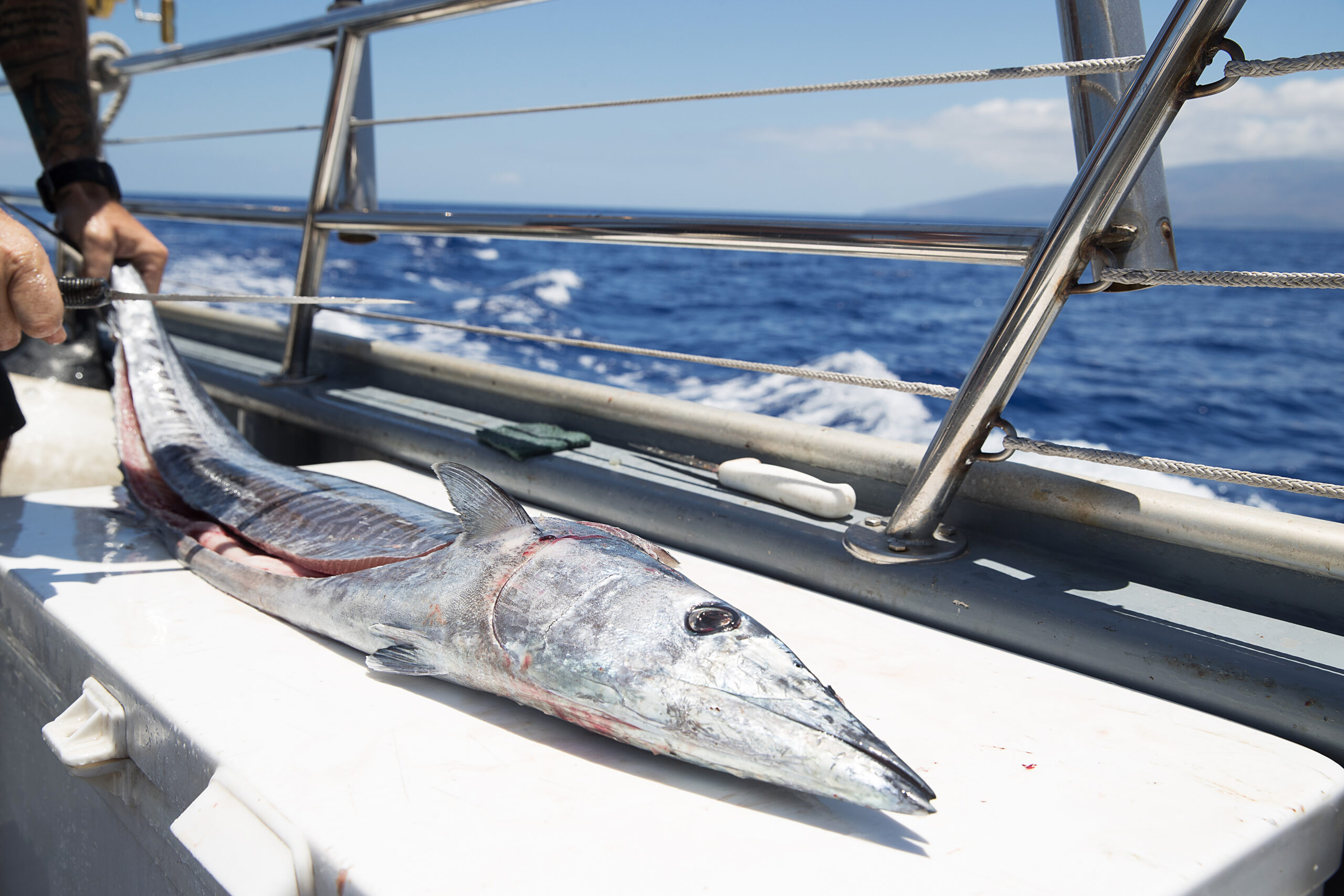 Fresh cut fish on an ocean charter boat